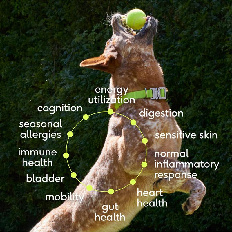 Native Pet the Daily 11-In-1 Supplement Powder for Whole Body Support for Dogs